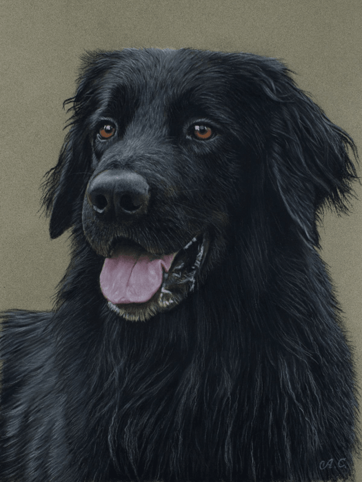 Pastel Realist Hovawart Ricci 12×16 inches