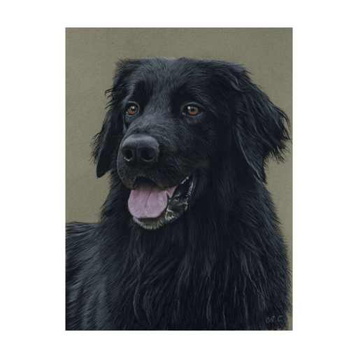 Pastel Realist Hovawart Ricci 12×16 inches