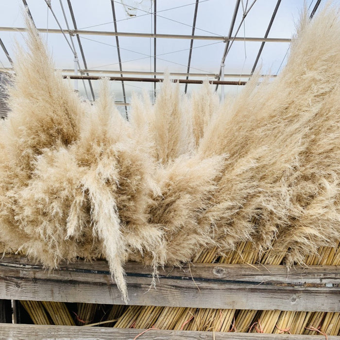 Large Pampas Grass Bouquet Organic Charm