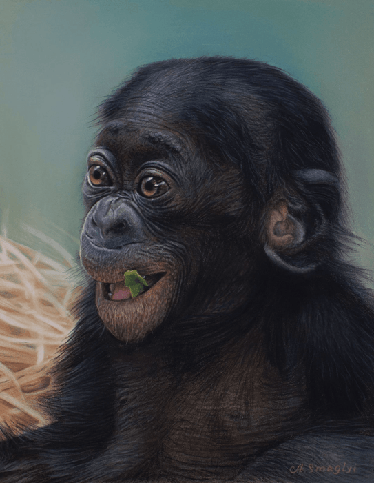 Pastel Realist Baby Chimpanzee Art Portrait