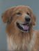 Pastel Realist Rokkee Dog Animal Art Portrait