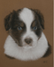 Hand-Drawn Pastel Little Friend Dog Art Portrait