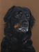 Pastel Realist Bold Dog Art Portrait