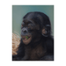 Pastel Realist Baby Chimpanzee Art Portrait